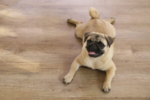 Top Pet-Friendly Flooring Options